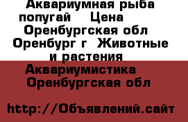 Аквариумная рыба попугай  › Цена ­ 500 - Оренбургская обл., Оренбург г. Животные и растения » Аквариумистика   . Оренбургская обл.